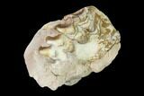 Oreodont (Merycoidodon) Jaw Section - South Dakota #146354-1